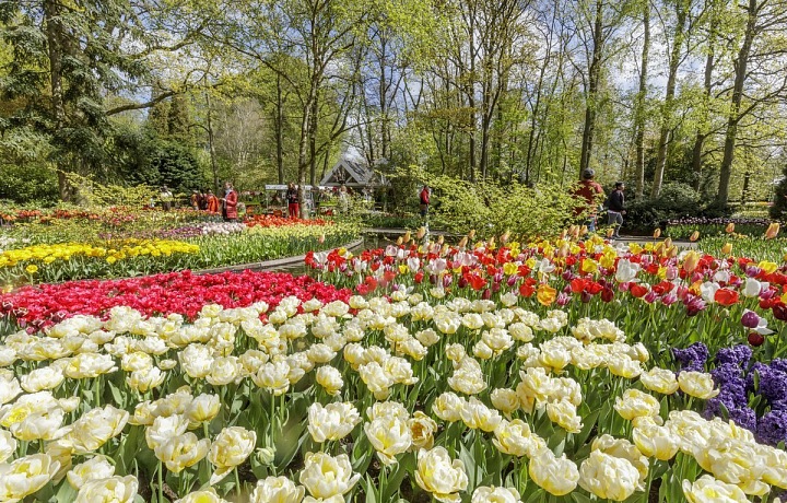 Keukenhof
