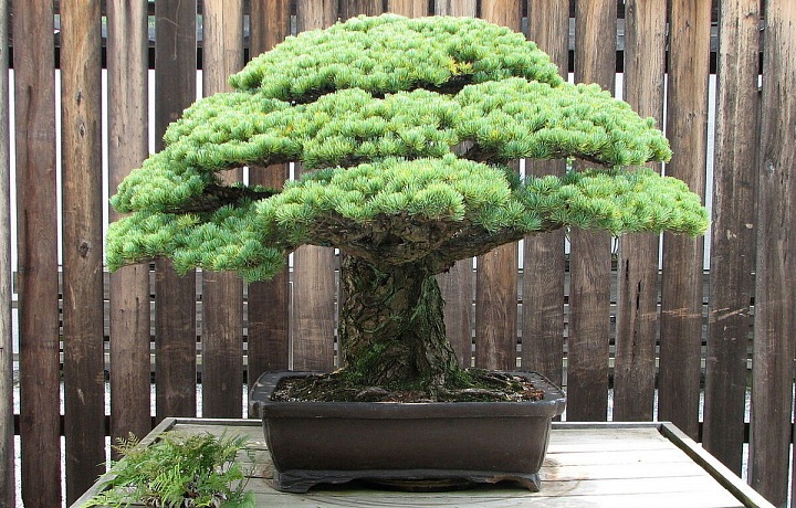 Celebrita mezi stromy