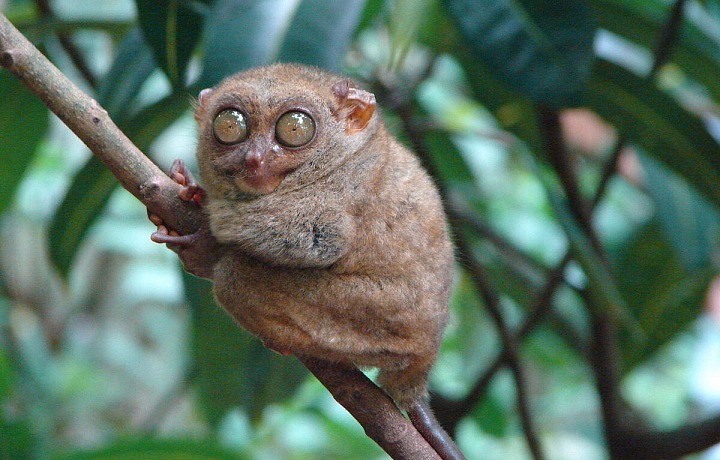 Malá opička Tarsius Syrichta 