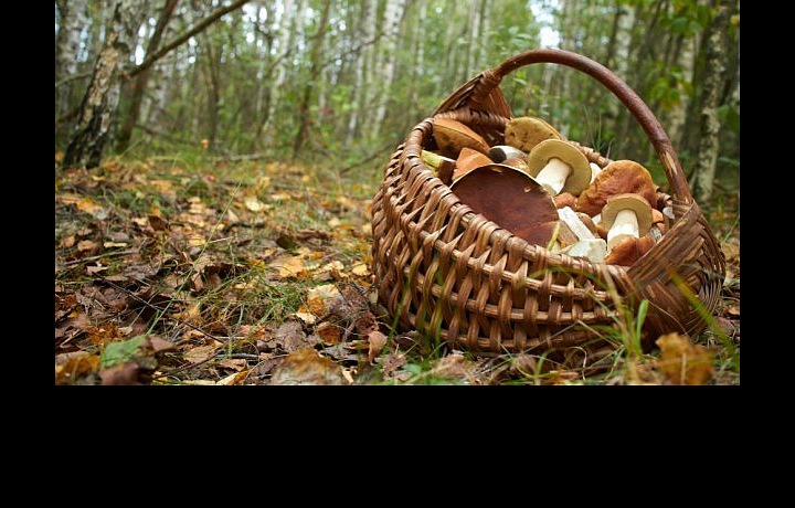 Houby se sbírají i v Praze