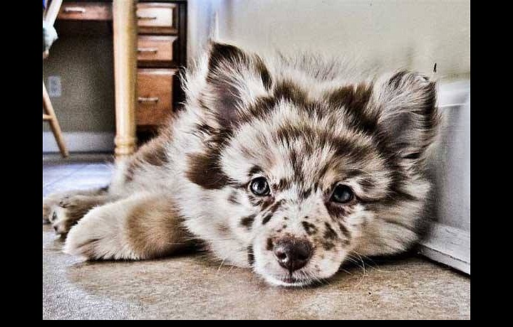 Pro blaho našich mazlíčků jsme ochotni zaplatit majlant.