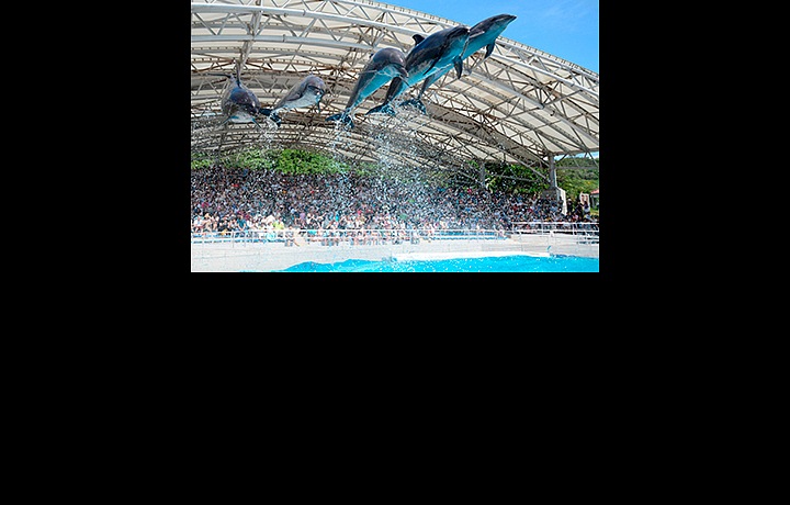 Vystoupení delfínů je nezapomenutelným zážitkem. 