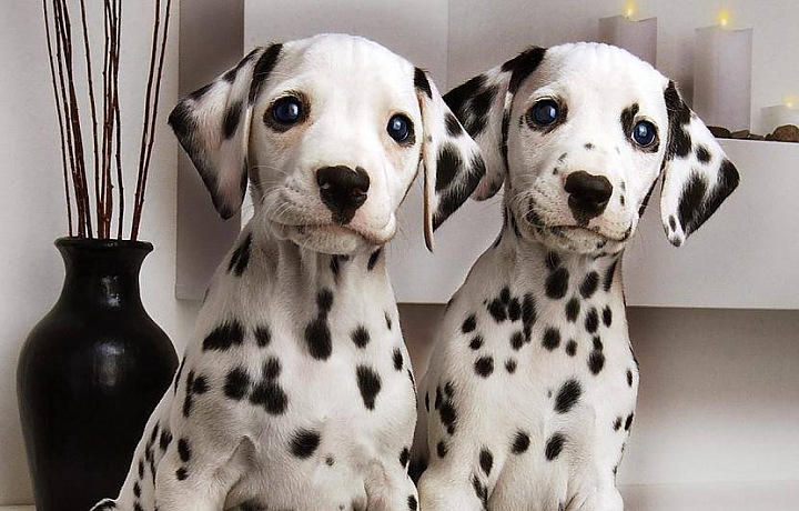 Pejskaři se mohou podílet na vývoji nové psí aplikace.