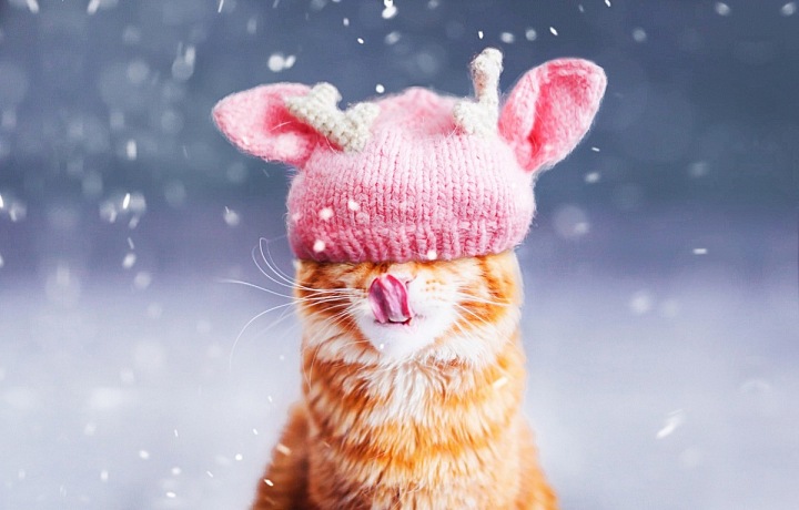 Foto Kristina Makeeva, série kočka Kotleta