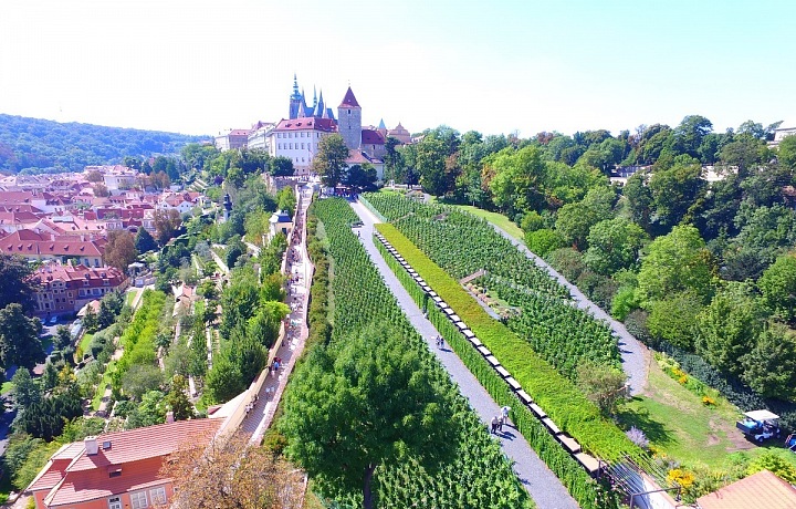 Svatováclavské vinobraní, Svatováclavská vinice