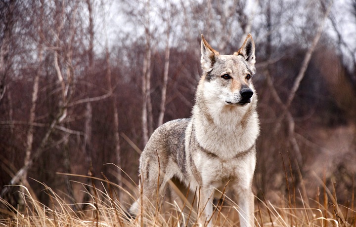 Československý vlčák