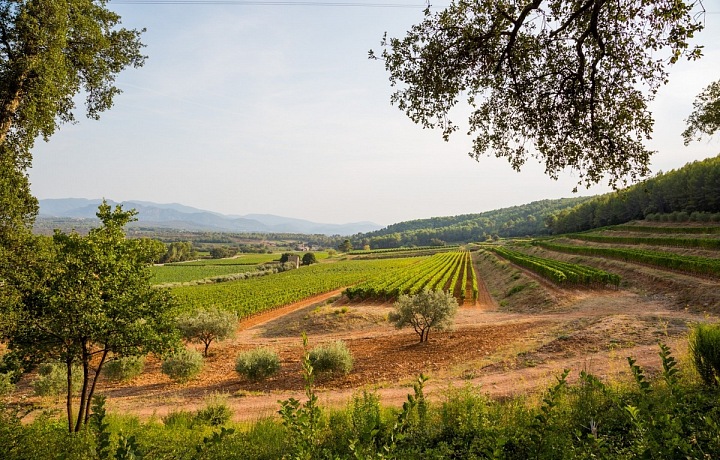 Nádherné vinice v Provence