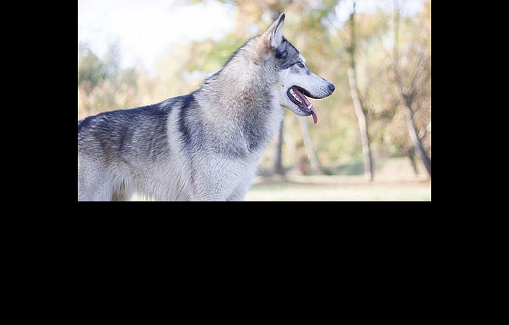 Československý vlčák