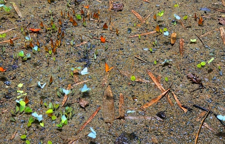 Tuhle motýlí krásu! 