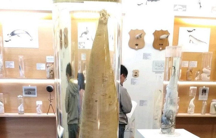 Největší penis na světě - plejtváka. Nechci ho potkat při koupání!