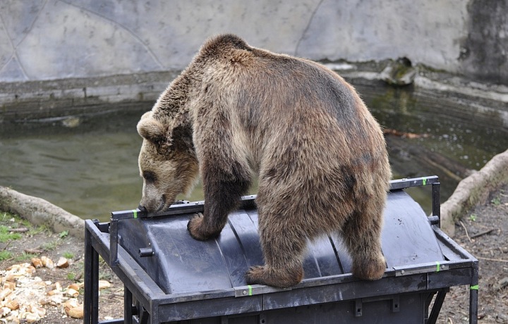 Medvědi v obydlí domů