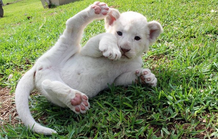 Mládě bílého lva