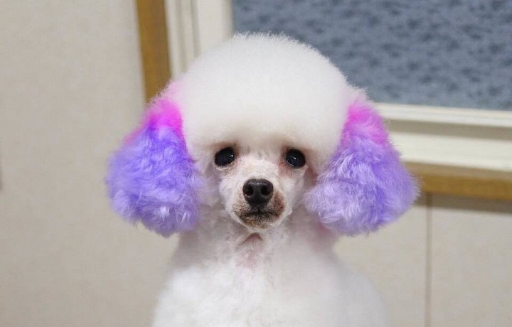 V japonském salónu mají barvy zelenou!