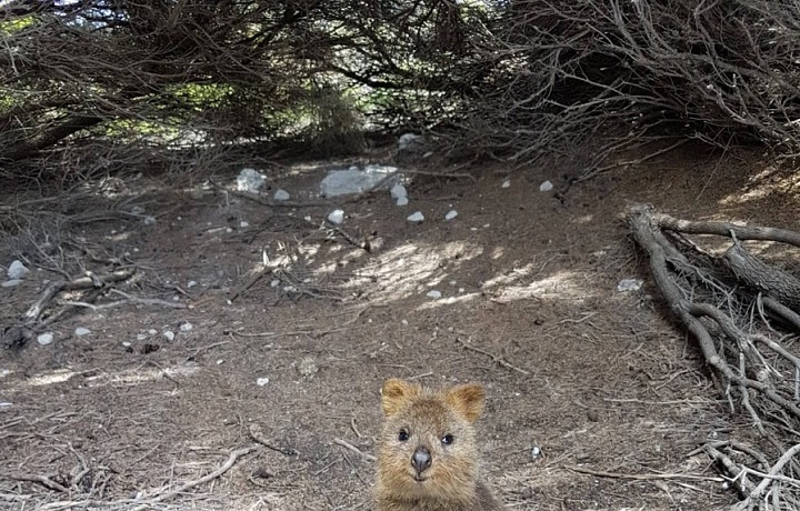 Nejšťastnější zvíře na světě? Quokka! 