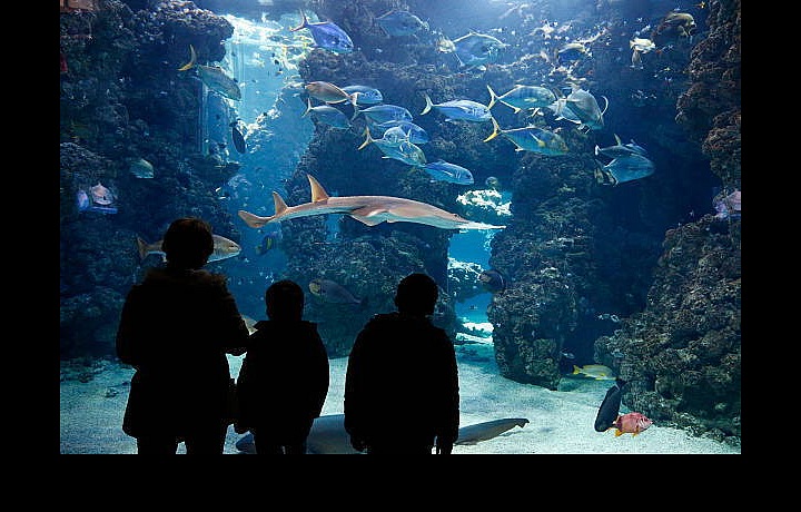 Oceánografické muzeum monako