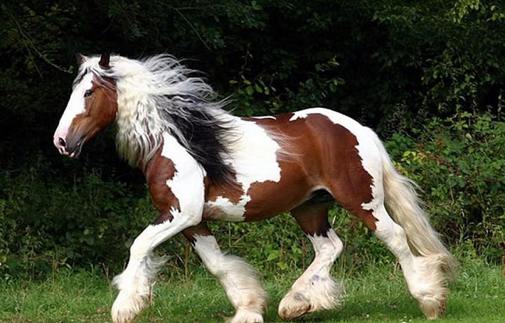 Koník Gypsy Vanner