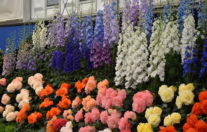 Každý rok se do zahrad sjedou tisíce návštěvníků.