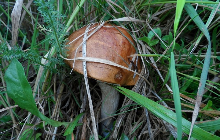 Houby se musí umět nejen hledat, ale i rozeznat