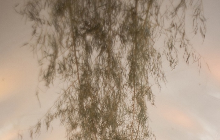 Neuvěřitelná práce Květinového lahůdkářství