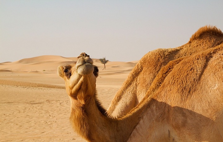 Nezapomenutelný pobyt v poušti
