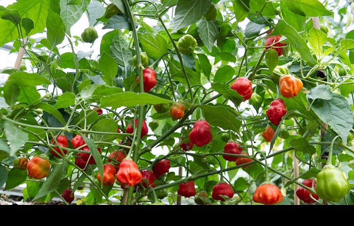 Relativně nízký keř dorůstající výšky okolo 1 metru, to je Aji Rainforest