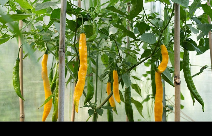 Plody druhu Aji Guyana mají ovocnou a příjemně sladkou chuť doprovázenou svěžím ovocným aroma