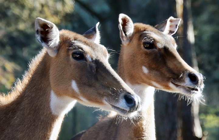  Jaké důsledky má pyrotechnika na malé děti či zvířata v našich domácnostech a v přírodě?