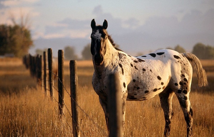 Appaloosa
