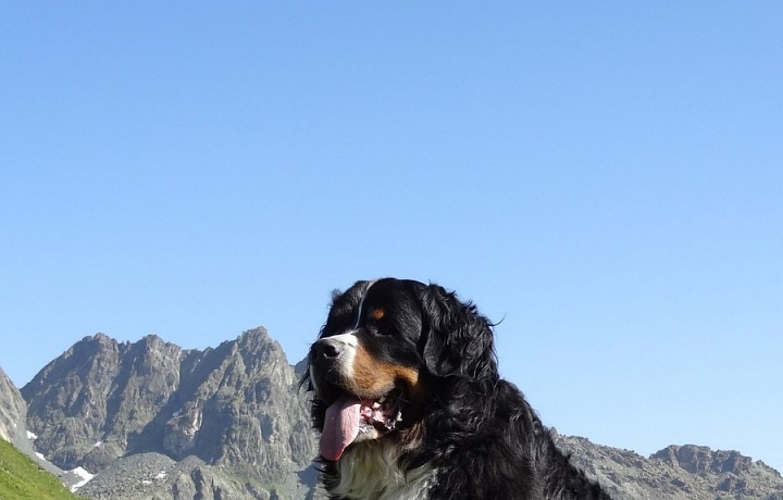 ...je to horské plemeno