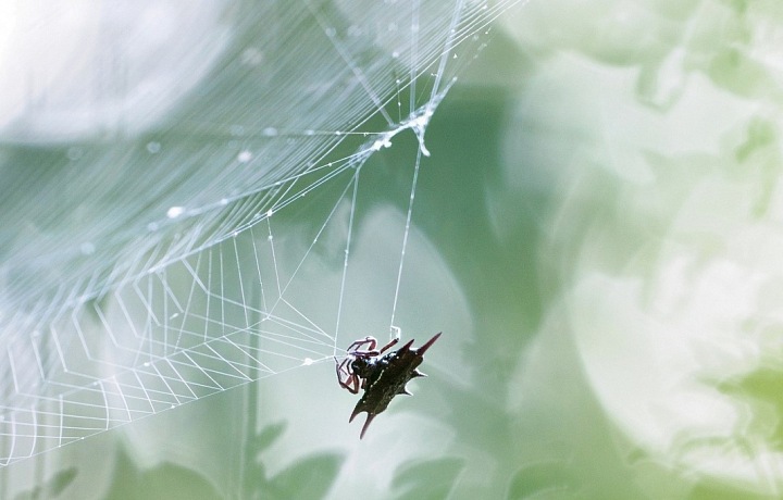 Bezobratlí, Petr Bambousek