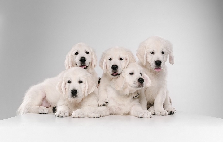 Bílá štěňata.