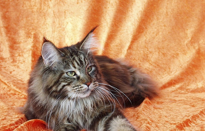 Mainská mývalí kočka, černě mramorovaná