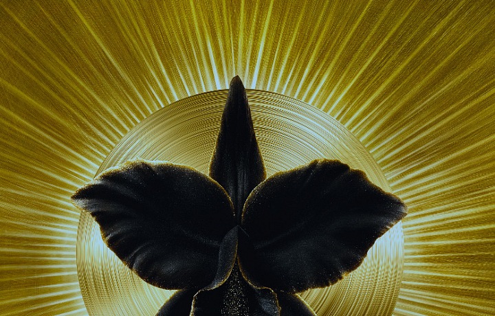 Černá orchidej