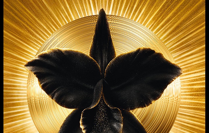 Půvabné balení krému Orchidée Impériale Black