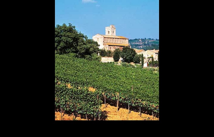 Toskánské vinice u Montelcina