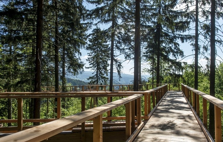 Stezka v korunách stromů Krkonoše