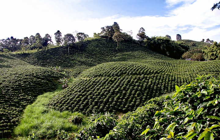Kávové plantáže Kolumbie