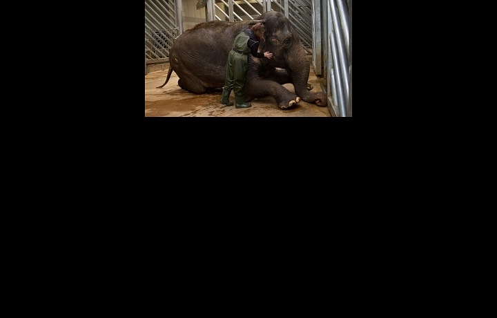 Mějte na paměti, že od slonů budete strašně smrdět. 