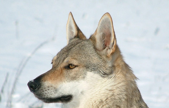 Československý vlčák