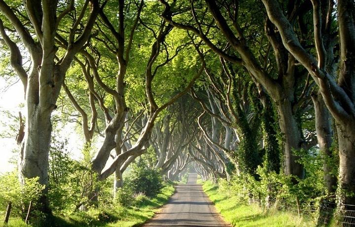 The Dark Hedges, Severní irsko