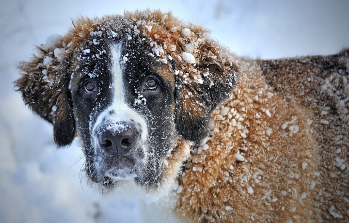 Bernardýn je na zimu zvyklý