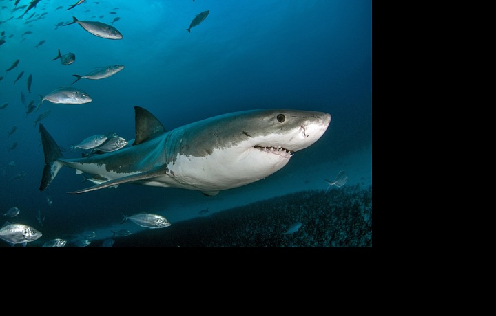 Žralok bílý