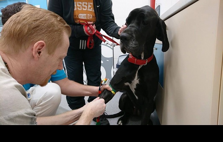 Duchek ošetřuje psa. 