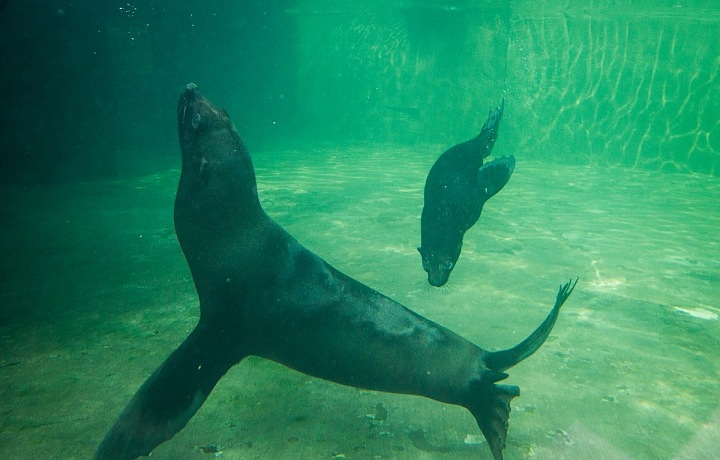 Eda už plave jako profík. 