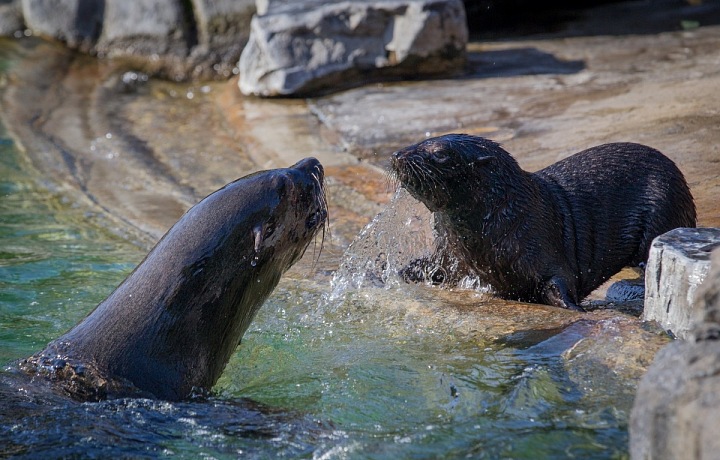 Lachtánek Eda začne cvičit až tak za rok a půl, teď pořád spí a je roztomilý. 