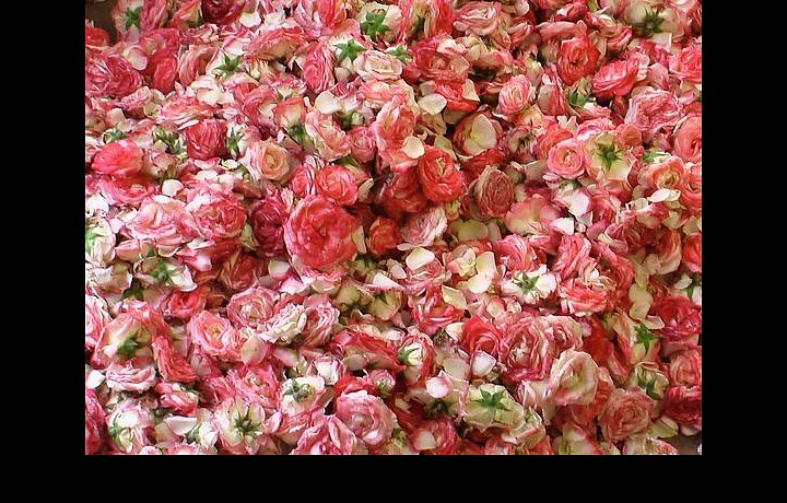 Jednou za složek je olejnatá růže