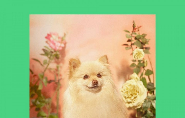 Jeden z mazlíčků Gucciho kolekce