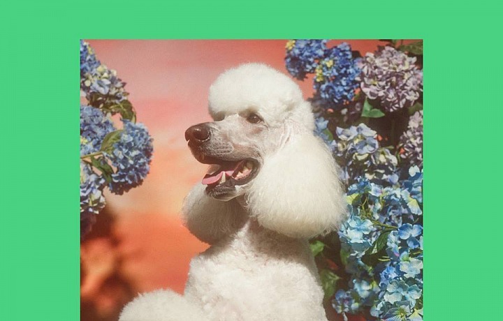 Jeden z mazlíčků Gucciho kolekce