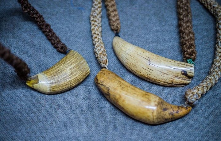 Na Fidži je častým zvykem, že během žádosti o ruku daruje ženich a jeho rodina otci nevěsty zub vorvaně