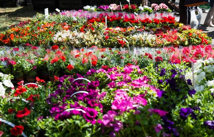 Olomoucké výstavy květin směle konkurují těm londýnským. 
